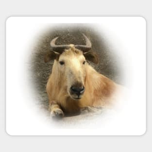 Gnu goat-Takin Sticker